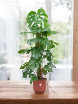 Livraison plante Monstera Pertusum 120cm et son pot