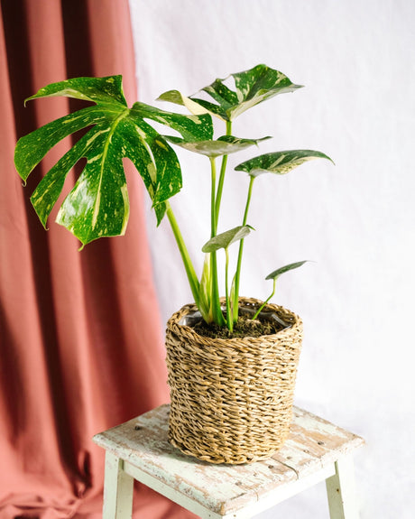 Livraison plante Monstera Thai Constellation