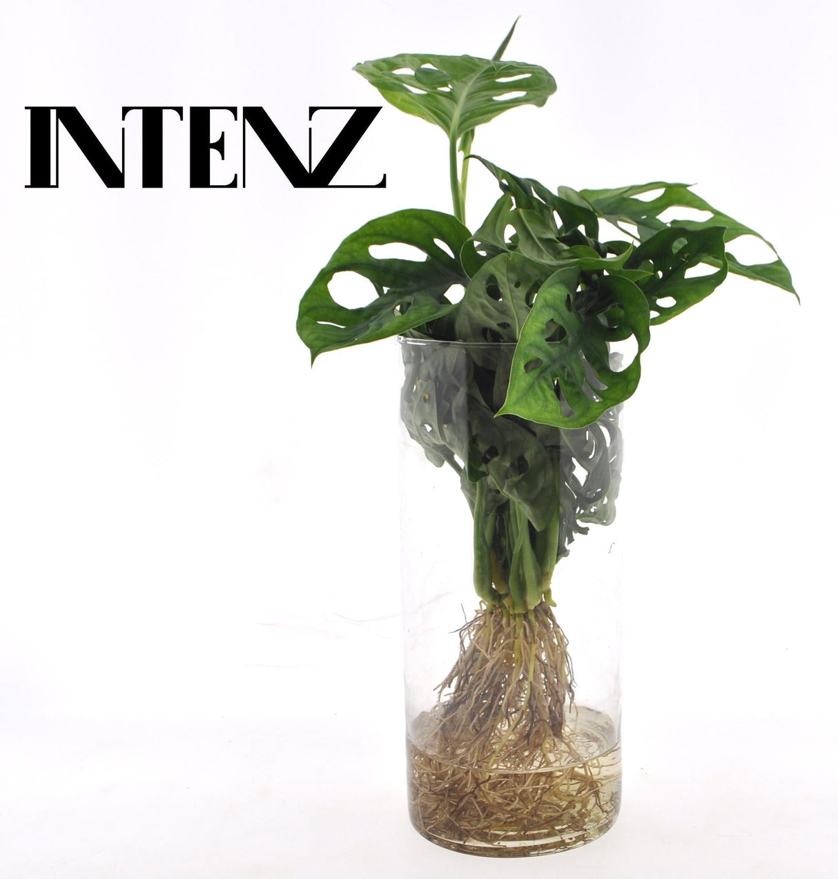 Livraison plante Monstera Vase Cylindrique
