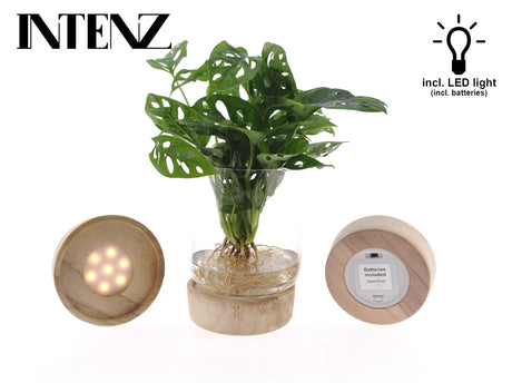 Livraison plante Monstera Vase et socle Led