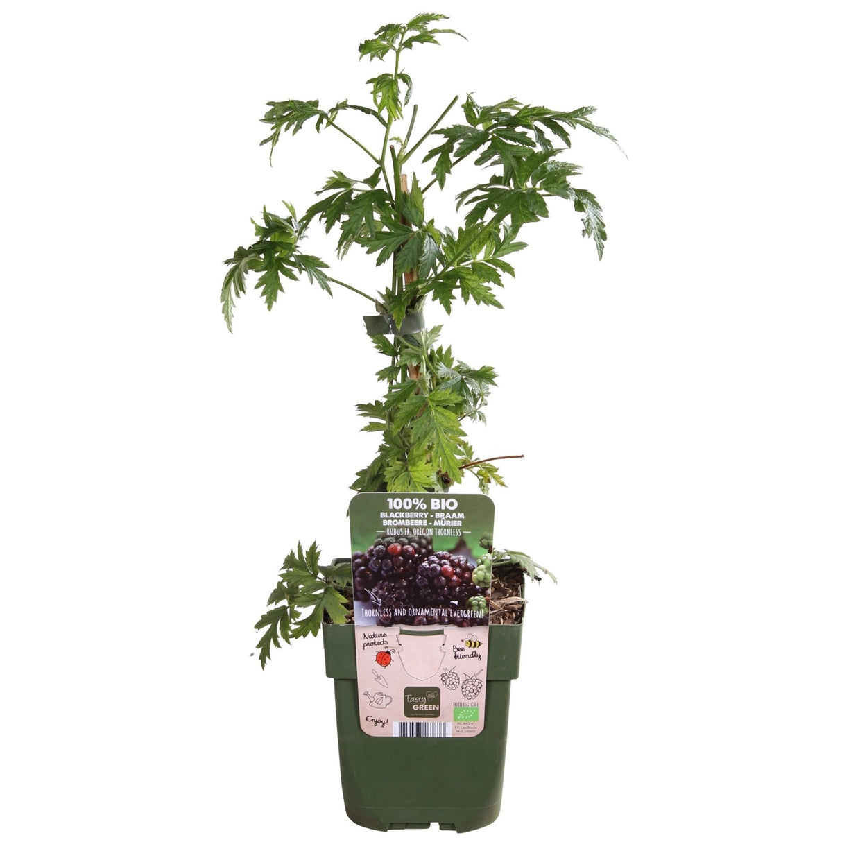 Livraison plante Murier - arbuste fruitier