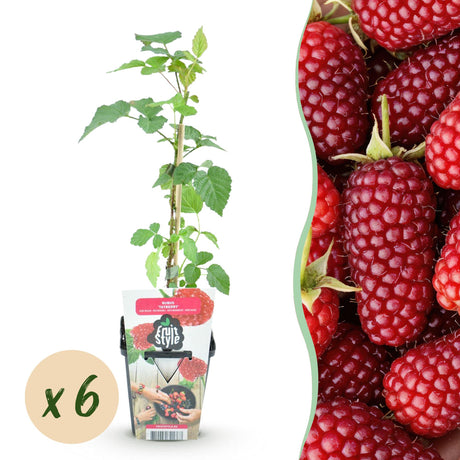Livraison plante Mûrier - framboisier Tayberry x3