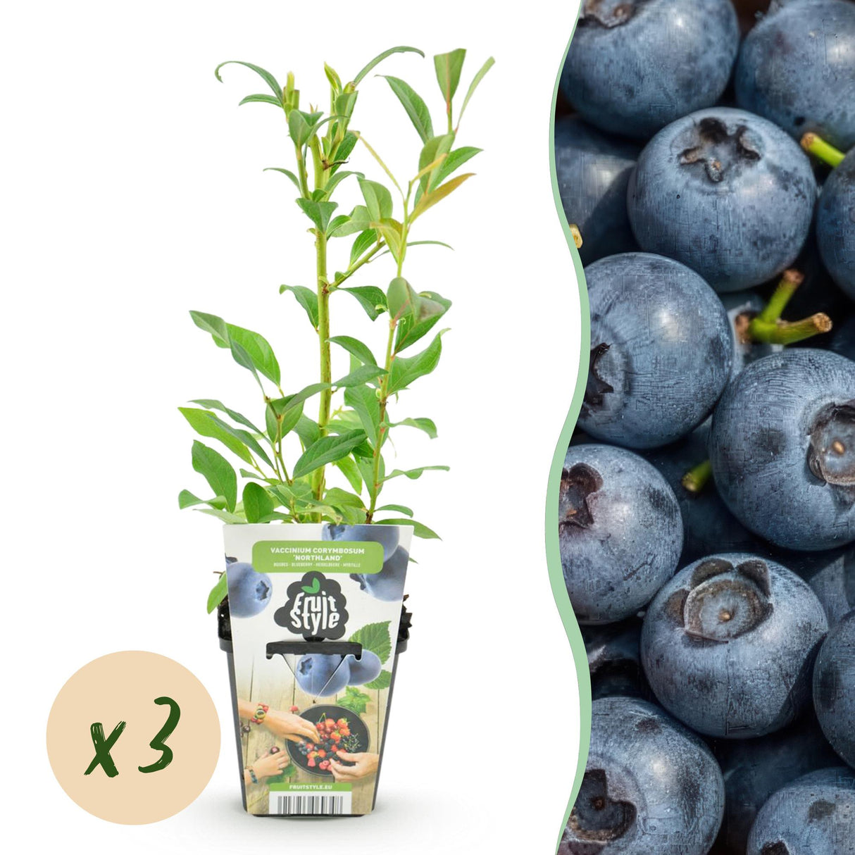 Livraison plante Myrtille Northland – Lot de 3 – Pot 9 cm