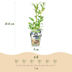 Livraison plante Myrtille Northland – Lot de 3 – Pot 9 cm