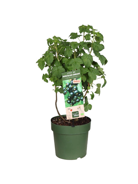 Livraison plante Myrtille Ribes Low.® 'Little Black Sugar'® Bio
