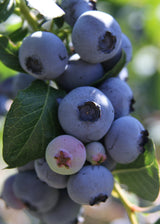 Livraison plante Myrtiller, blueberry 'Little blue wonder' - ↨45cm - Ø13 - arbuste fruitier