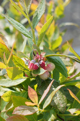 Livraison plante Myrtillier, blueberry 'Sunshine Blue' - ↨45cm - Ø13 - arbuste fruitier