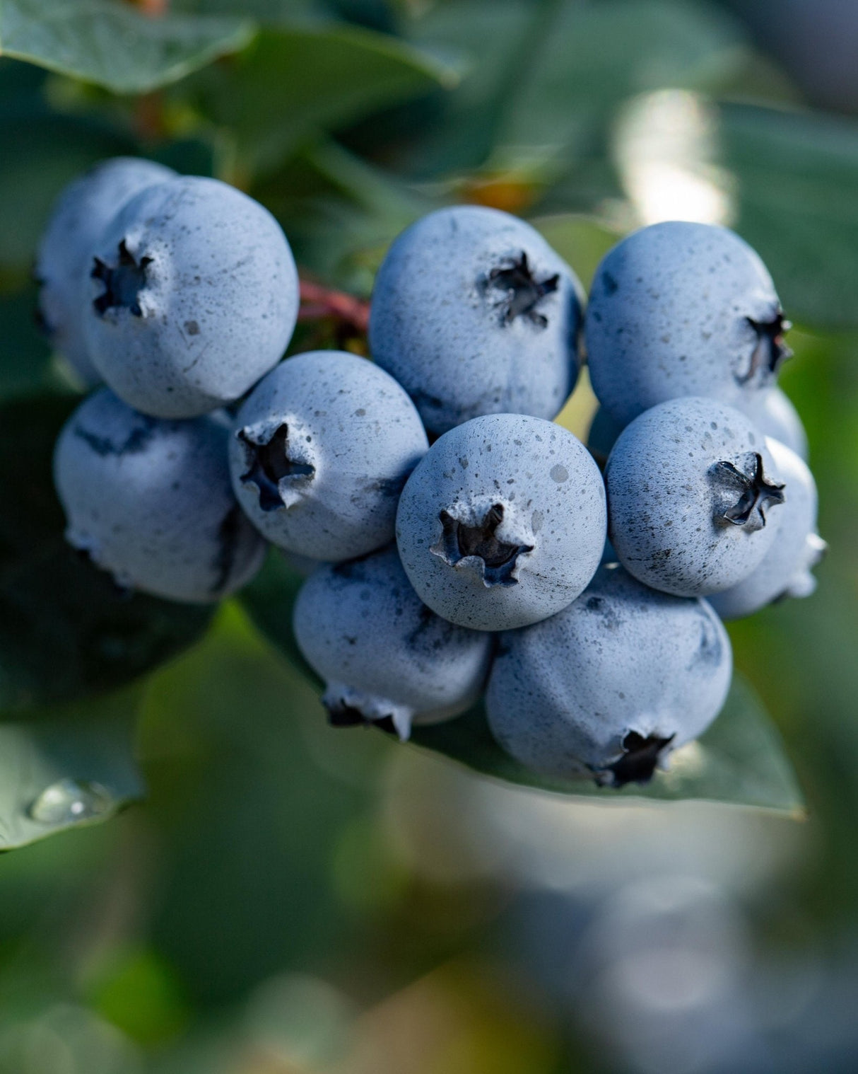 Livraison plante Myrtillier, blueberry 'Sunshine Blue' - ↨45cm - Ø13 - arbuste fruitier