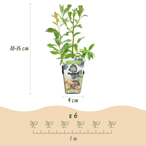 Livraison plante Myrtillier Bluegold – Lot de 3 – Pot 9 cm