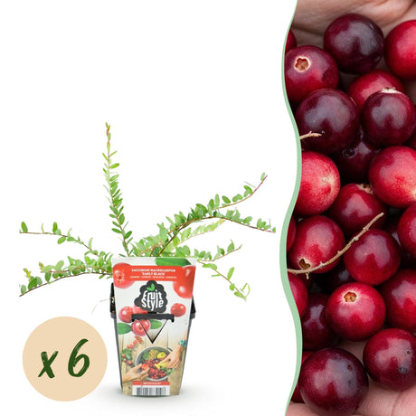 Livraison plante Myrtillier Early Black – Lot de 6 – Pot 9 cm