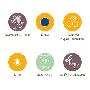 Livraison plante Myrtillier Early Black – Lot de 6 – Pot 9 cm