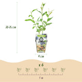 Livraison plante Myrtillier Goldtraube – Lot de 3 – Pot 9 cm