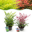 Livraison plante Nandina domestica Duo – Lot de 2 – Pot 17cm – Hauteur 45cm