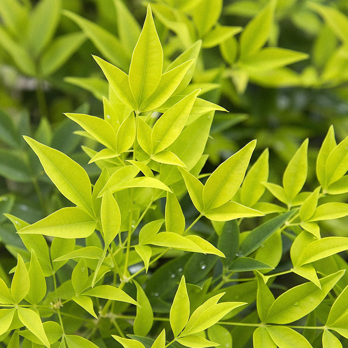 Livraison plante Nandina Lemon & Lime – Lot de 1 – Pot 17 cm – Hauteur 45 cm