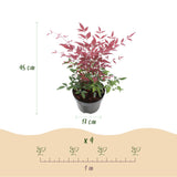 Livraison plante Nandina Tricolore – Lot de 3 – Pot 17 cm – Hauteur 45 cm