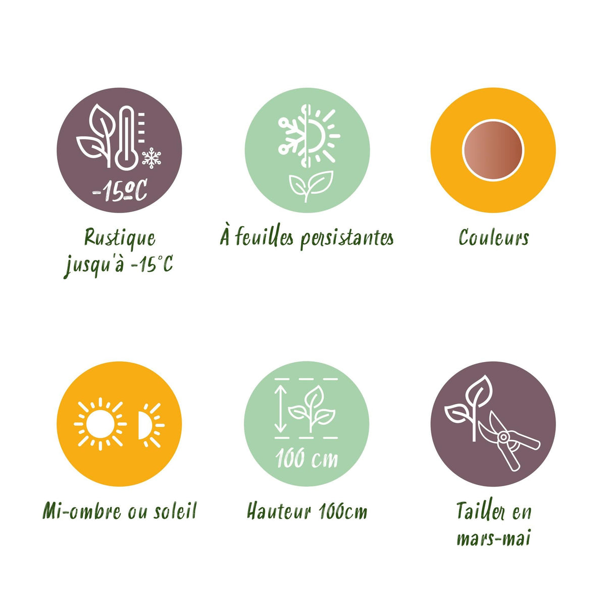 Livraison plante Nandina Twilight – Lot de 1 – Pot 17 cm – Hauteur 45 cm