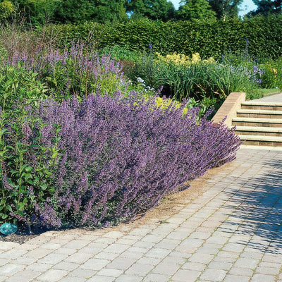 Katteurt (Nepeta x faassenii) 'Six Hills Giant'