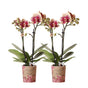 Livraison plante Offre Combi : 2 Orchidées Phalaenopsis Rouge et Jaune - Spain