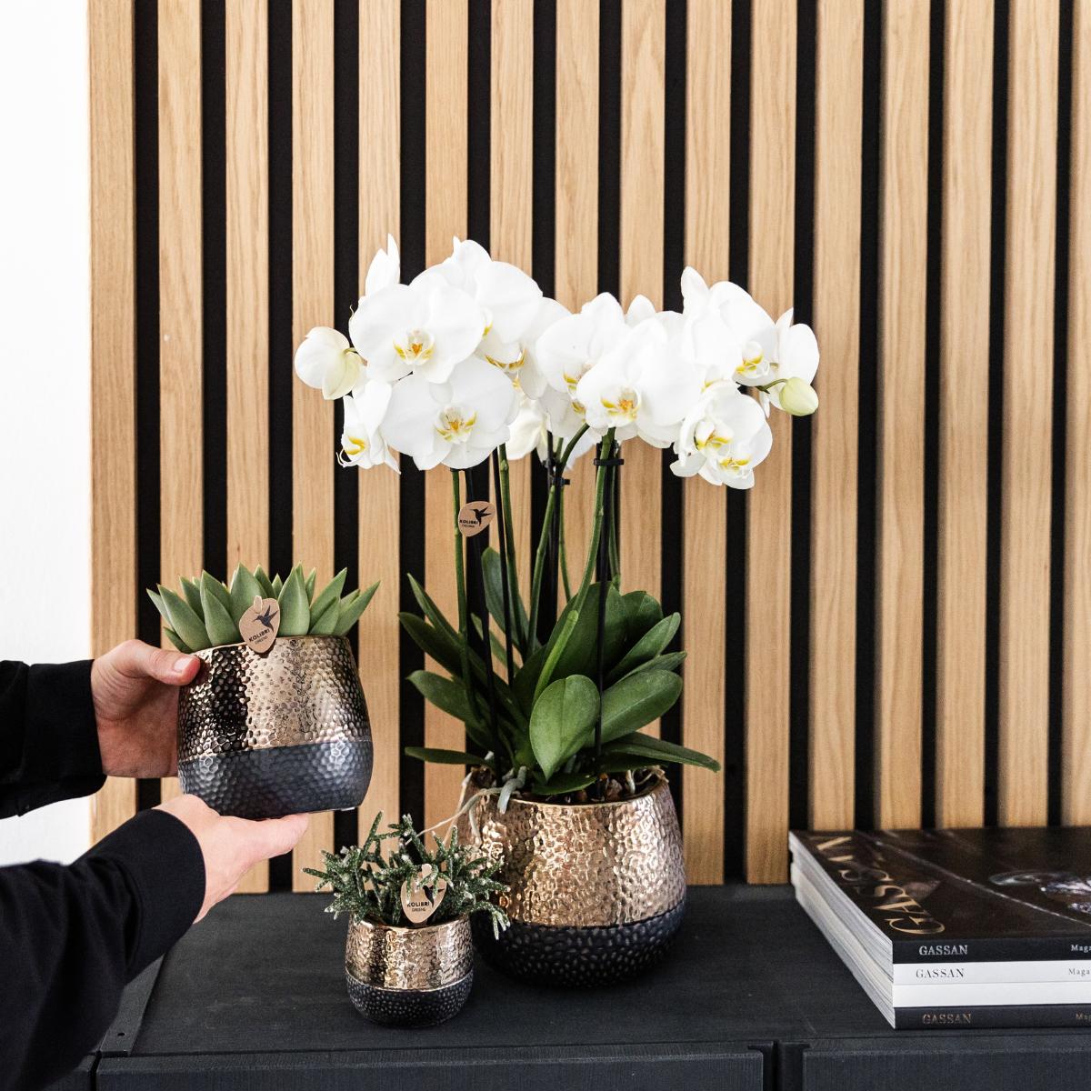 Livraison plante Offre Combinée : 2 Orchidées Phalaenopsis Blanches en Fleurs