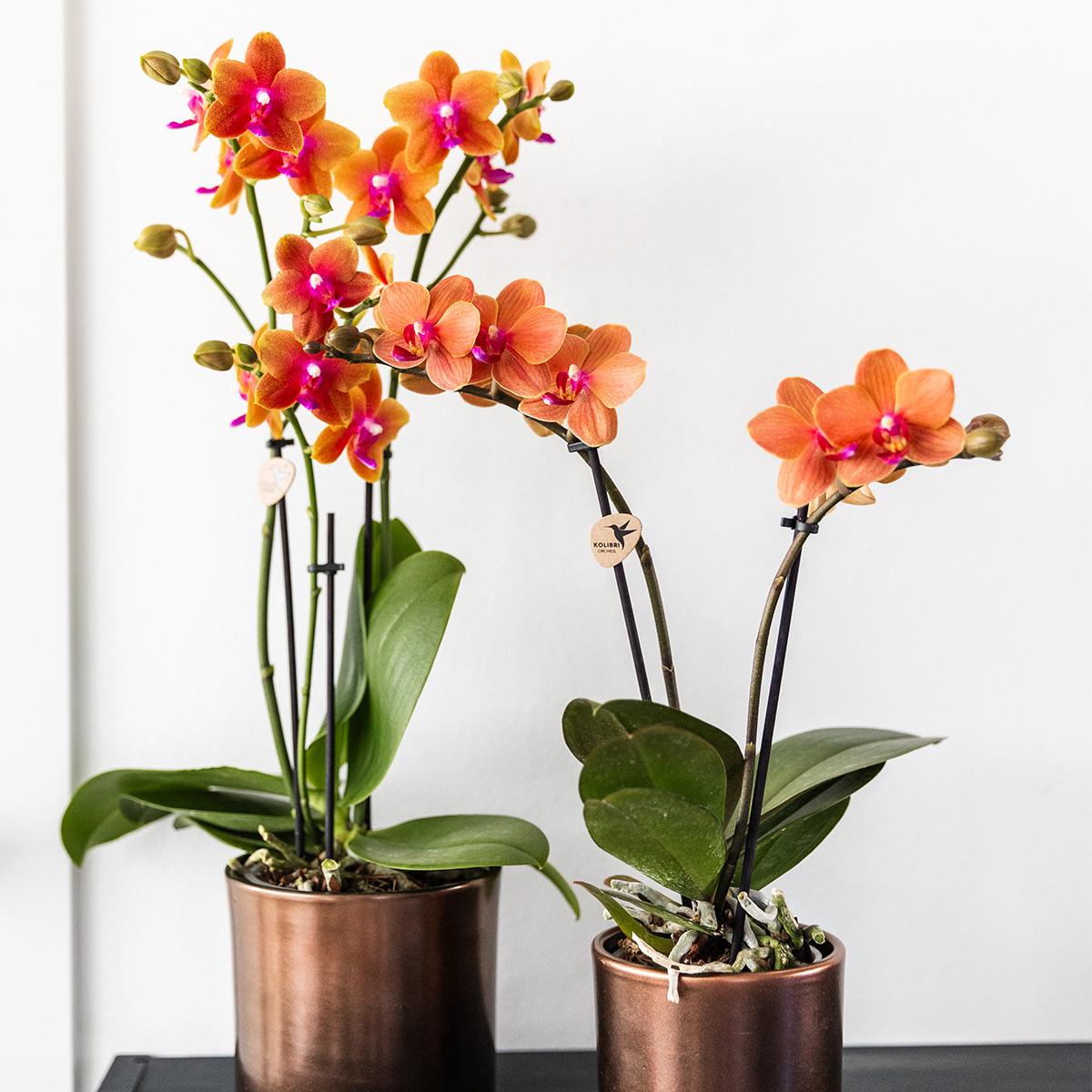 Livraison plante Offre Combinée : 2 Orchidées Phalaenopsis Parfumées Orange