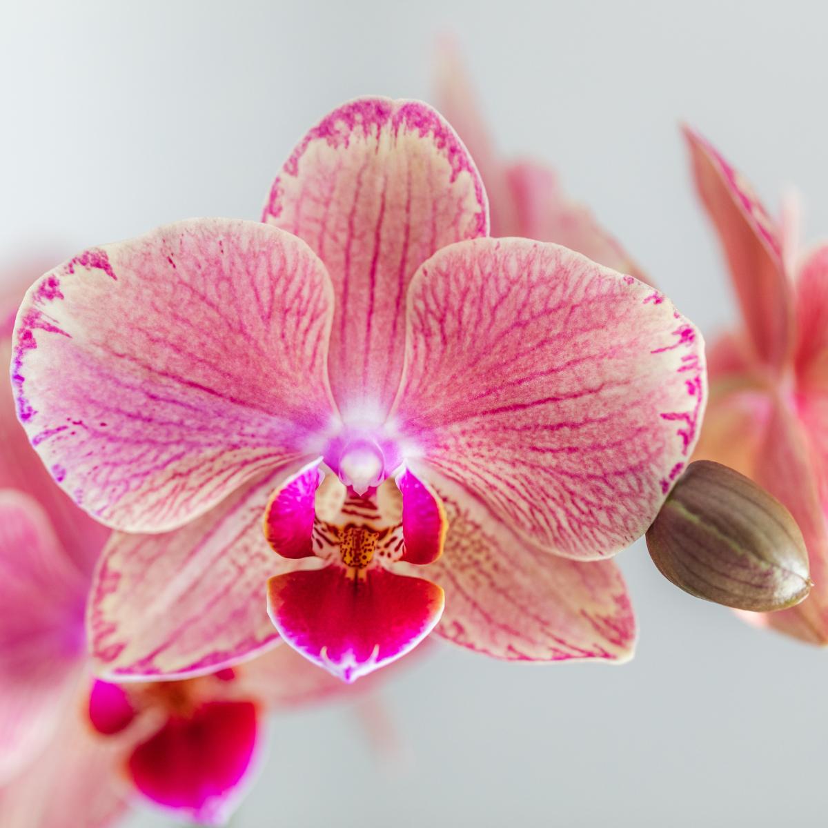 Livraison plante Offre Duo Phalaenopsis Pirate Picotee - Orchidées Fleuries