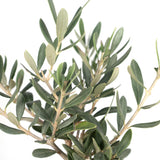 Livraison plante Olivier olea avec flacon d'huile d'olive - 25 cm - Ø13 - arbuste fruitier extérieur
