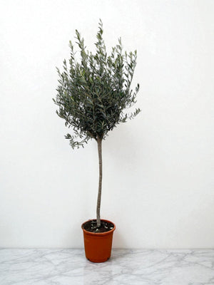 Oliventræ - Olea Europaea stamme