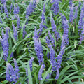 Turkis Græs (Ophiopogon Japonicus) 'Big Blue'