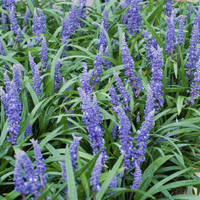 Turkis Græs (Ophiopogon Japonicus) 'Big Blue'