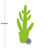Livraison plante Opuntia Consolea h55cm - cactus d'intérieur