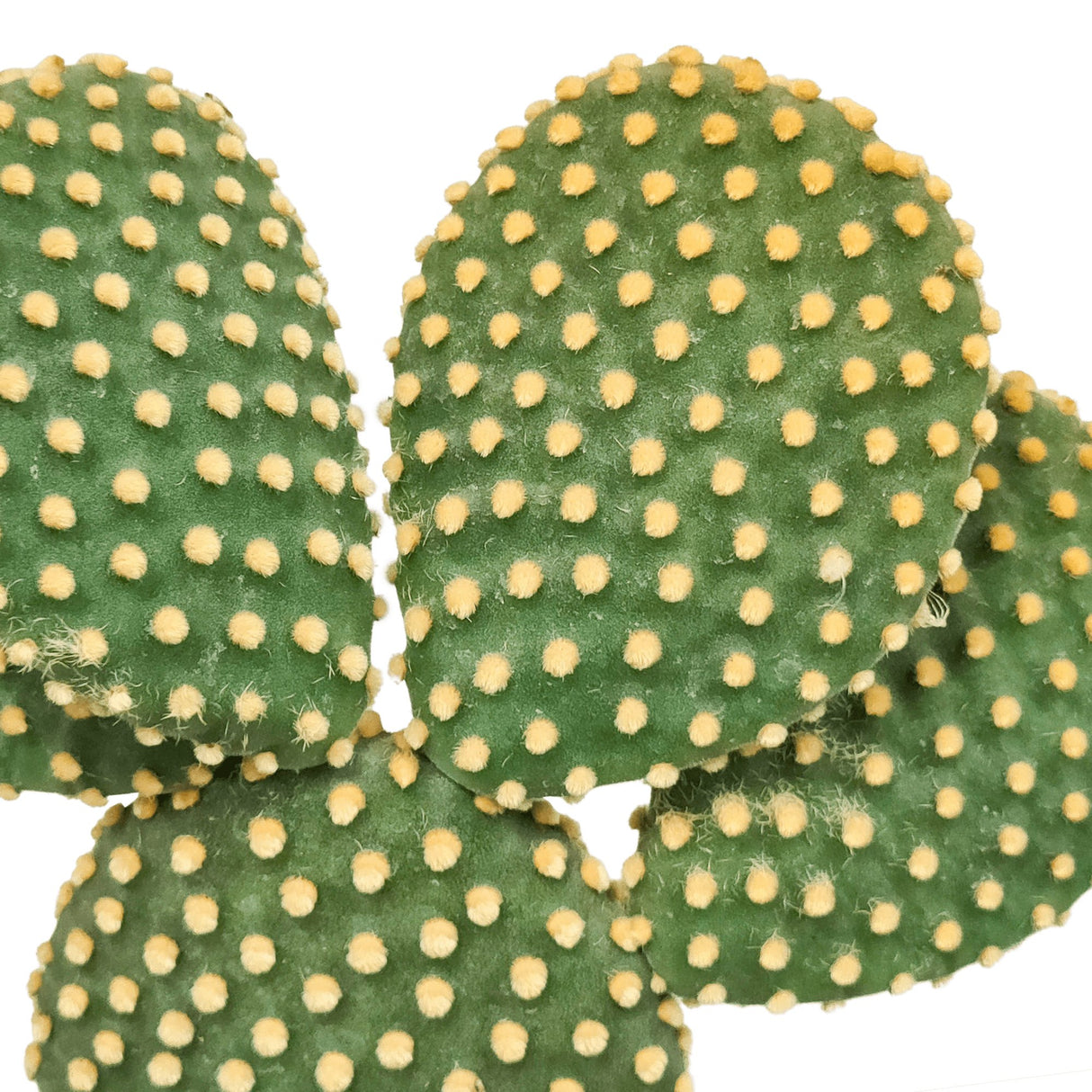 Livraison plante Opuntia Microdasys