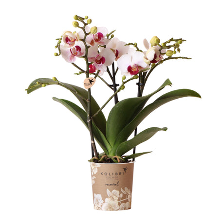 Livraison plante Orchidée blanche et rose - Ø9cm - plante d'intérieur