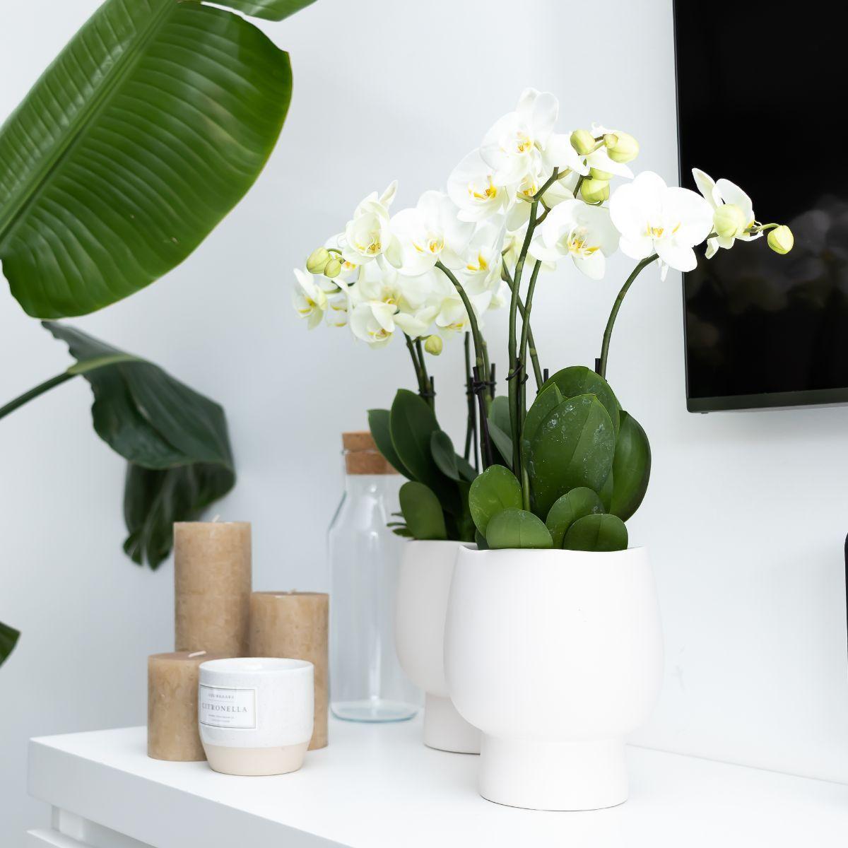 Livraison plante Orchidée blanche et son cache - pot blanc - plante d'intérieur fleurie