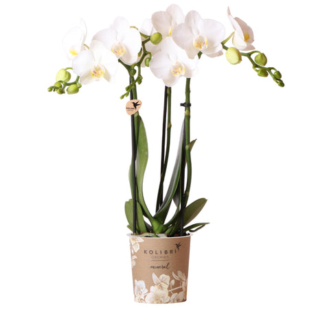 Livraison plante Orchidée blanche et son cache - pot - h35cm, Ø9cm