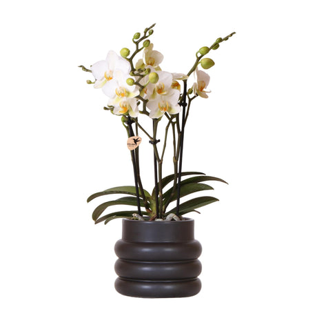 Livraison plante Orchidée blanche et son pot