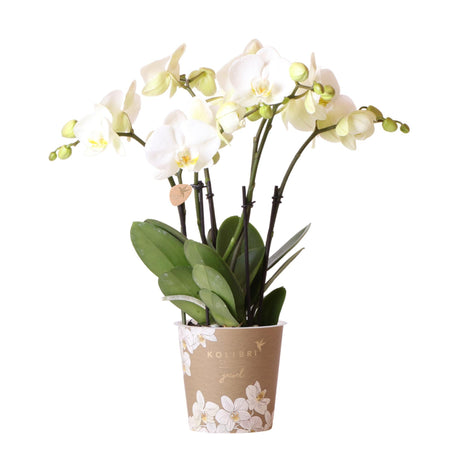 Livraison plante Orchidée blanche - Ø12cm - plante d'intérieur