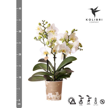 Livraison plante Orchidée blanche - Ø9cm - plante d'intérieur