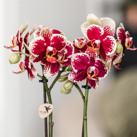 Livraison plante Orchidée Espagne rouge/jaune avec pot Bee – Plante d'intérieur florale