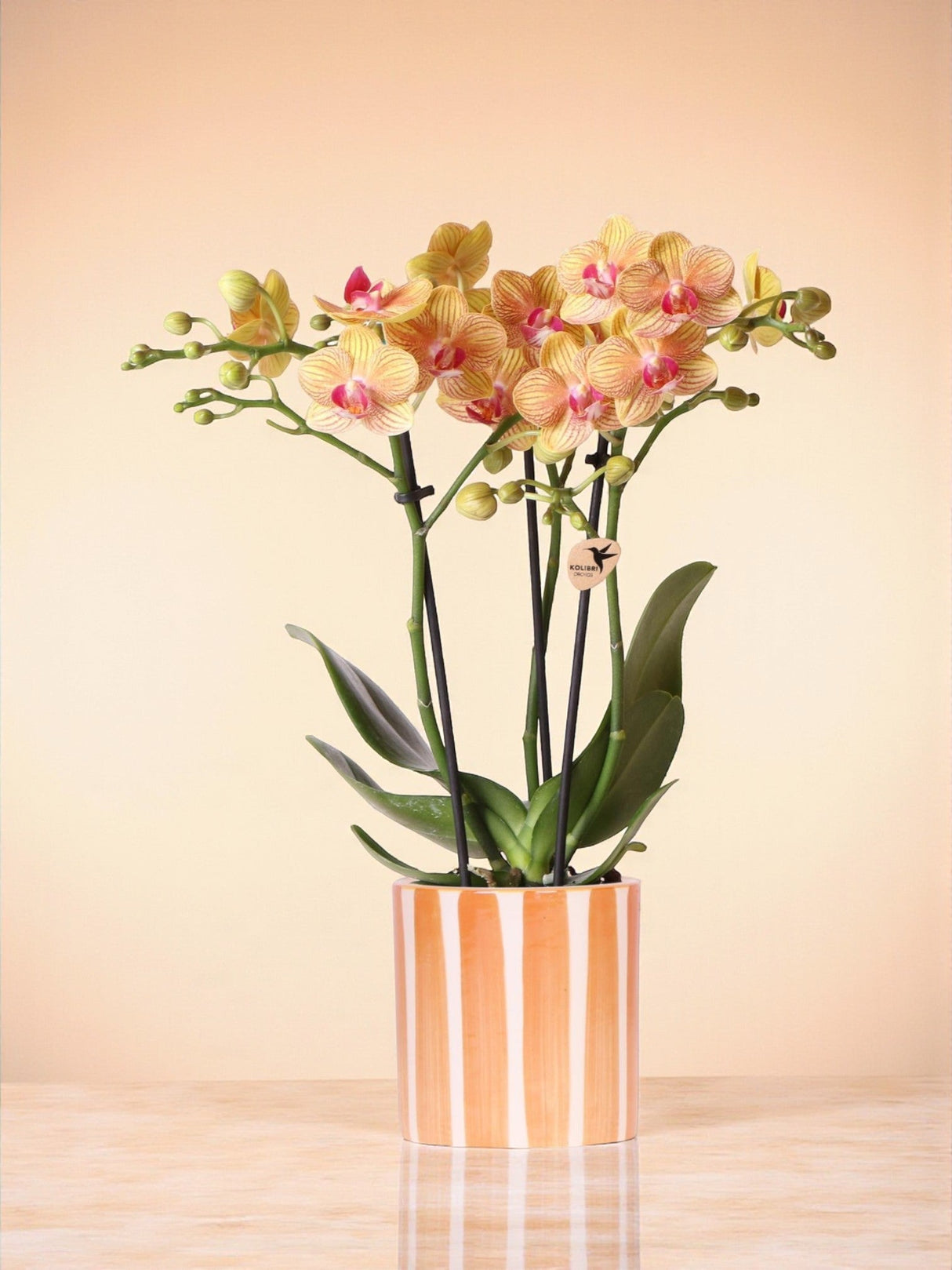 Livraison plante Orchidée Jamaica et son pot