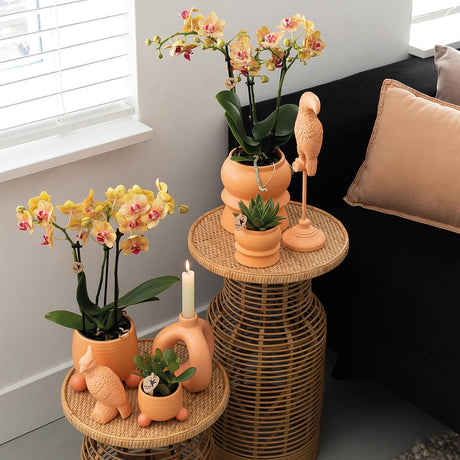 Livraison plante Orchidée Jamaïque orange avec pot décoratif pêche