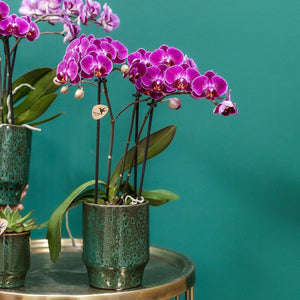 Livraison plante Orchidée Morelia | Pot vert Classy