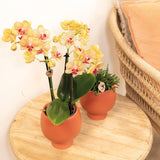 Livraison plante Orchidée orange et son cache - pot - h35cm, Ø9cm