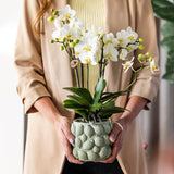 Livraison plante Orchidée Phalaenopsis jaune en pot décoratif Citrus vert