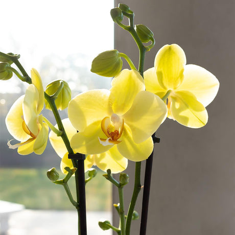 Livraison plante Orchidée Phalaenopsis jaune - Ø12cm - plante d'intérieur fleurie