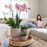 Livraison plante Orchidée Phalaenopsis Jaune + Pot Diabolo Sable