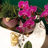 Livraison plante Orchidée Phalaenopsis mauve - Lot de 2