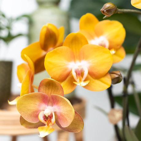 Livraison plante Orchidée Phalaenopsis orange avec pot cognac émaillé