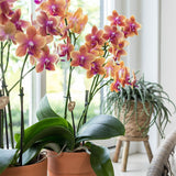 Livraison plante Orchidée Phalaenopsis orange en pot terracotta Scandic