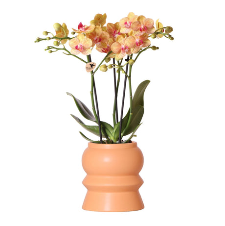 Livraison plante Orchidée Phalaenopsis orange et son cache - pot pêche