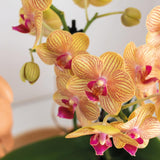 Livraison plante Orchidée Phalaenopsis orange et son cache - pot pêche